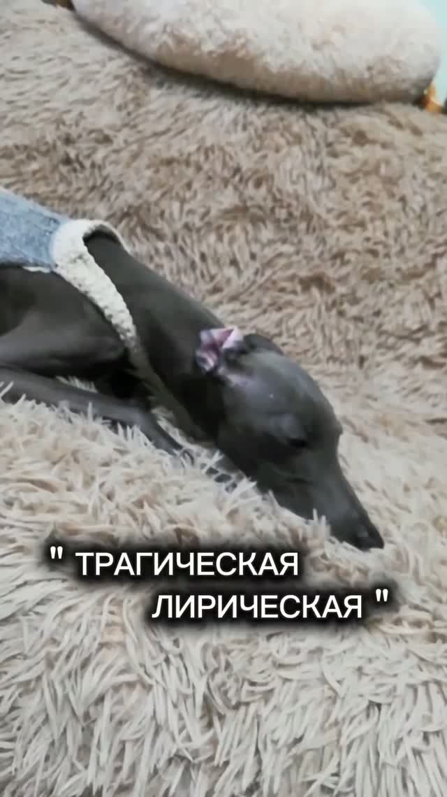 СМЕШНАЯ ПЕЧАЛЬНАЯ ПЕСНЯ ОТ ЛЕВРЕТКИ.