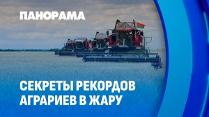 Мороженое в комбайн: как аграрии побеждают жару и ставят рекорды. Панорама