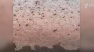 Юг России атакуют полчища саранчи.