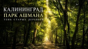 КАЛИНИНГРАД | Парк Ашмана. Тень старых деревьев