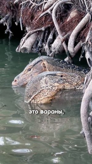 Вараны Юля