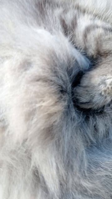 урусинский пятёрочный кот