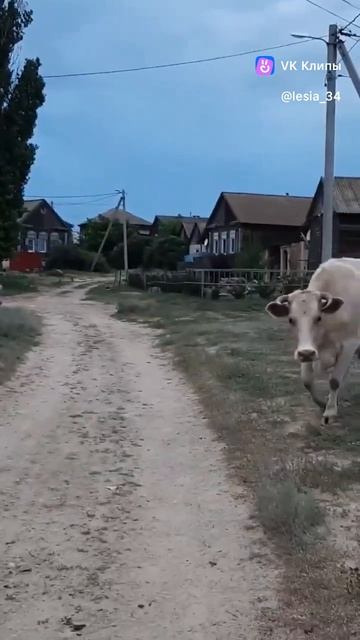 Молочко само идёт домой ,,,😅
