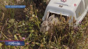 Зайцев-русаков выпустили в национальном парке «Лосиный остров»