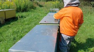 Отобрал 20 кг мёда, сделал 3 семьи на продажу, мёд и прополис будет