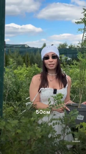 Самая недооценённая живая изгородь для загородного участка 