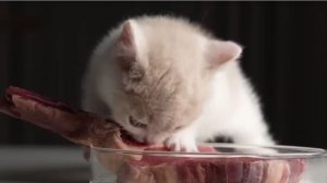 Пушистый гурман: котёнок и его гигантский кусок мяса 🍖🐱Мукбанг/ Мурчащее ASMR
