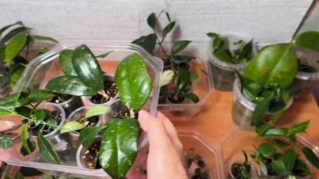 Наборы укорененных хой и срезов. Излишки. Выбирайте.