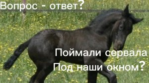 Устраиваю вопрос ответ. Новости. Лошади фигурки. Лошадь шляйх