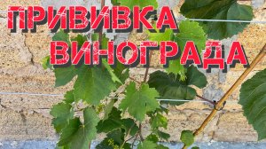 Прививка винограда и ее рост