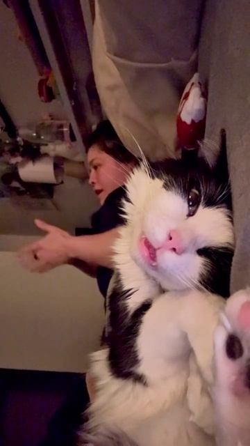 котики устали от своих хозяев