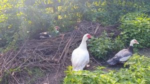 У нас пополнение. Вылупились утята 🐣 Гуси 🪿 на прогулке