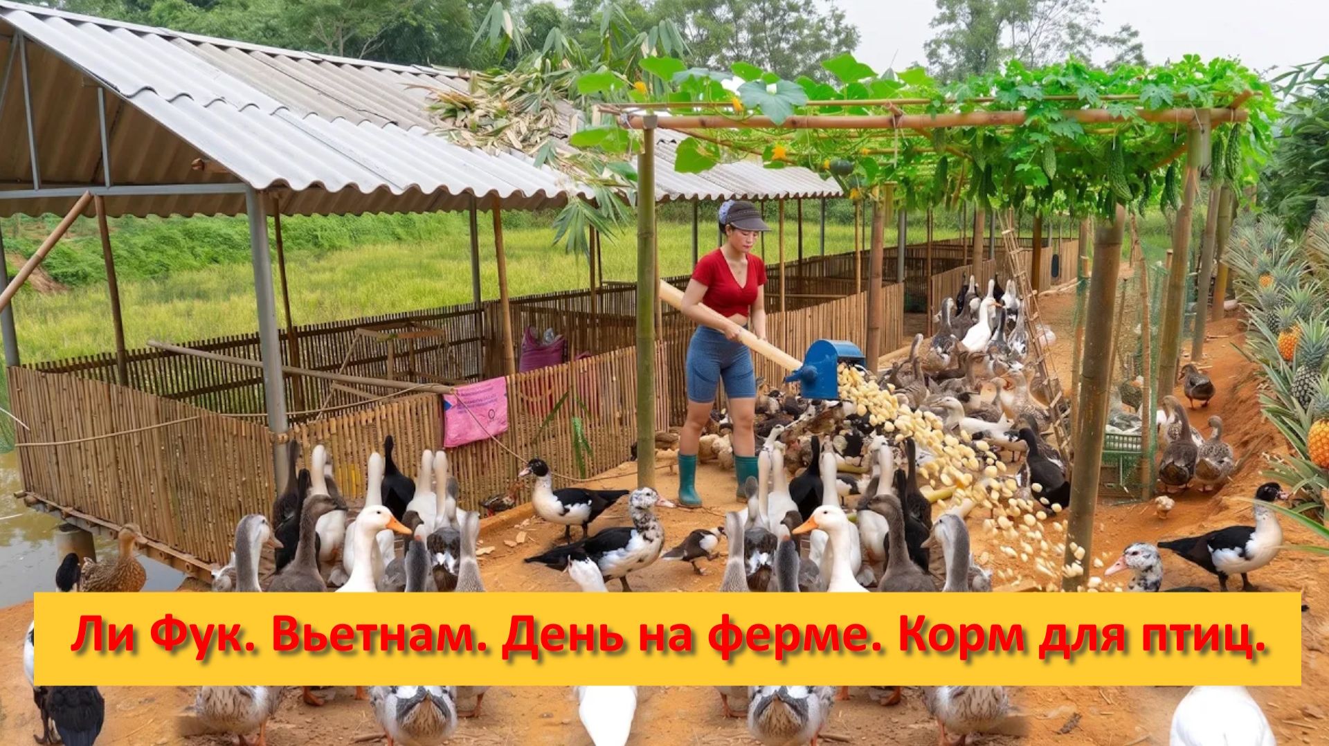 Ли Фук. Вьетнам. День на ферме. Корм для птиц.