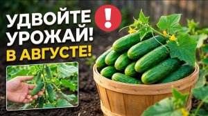 Даже СТАРЫЕ ОГУРЦЫ в Августе начинают плодоносить с удвоенной силой!