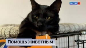 Помощь животным