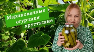 Маринованные огурцы на зиму в трёхлитровой банке