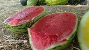 В Дагестане в разгаре сбор бахчевых культур
