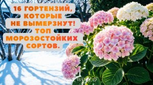 16 гортензий, которые НЕ вымерзнут! Топ морозостойких сортов 🌿💜