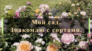 Мой сад. Знакомлю с сортами.