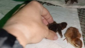 Вечерний обход хозяйства 3 августа