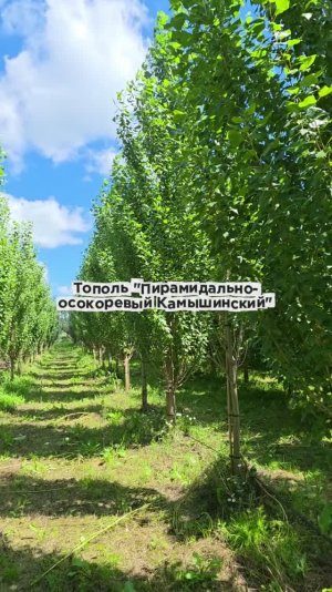 Тополь «Пирамидально-осокоревый Камышинский»