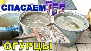 Кривые и пузатые- как я спасаю огурцы. Способ очень дешёвый и эффективный