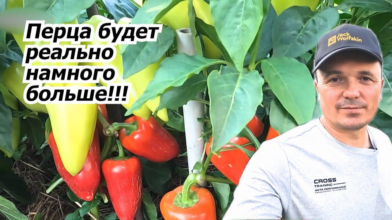 Частая ошибка, которая уменьшает урожай сладкого перца в 2 раза! 🫑