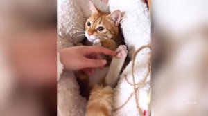 Orange Cats, Sneaky Cats Dramatic Cats Mixed-Color Cats Clingy Cats The Funniest Cat Compilation
