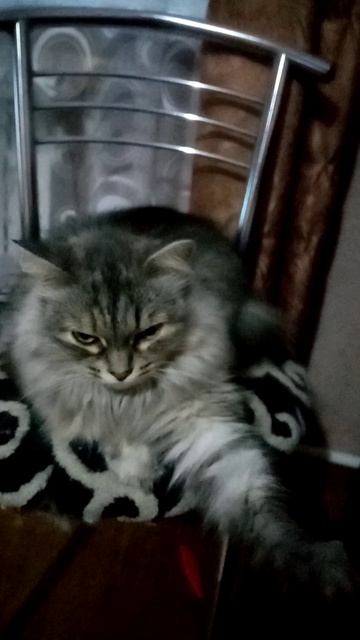 Кошка Майя