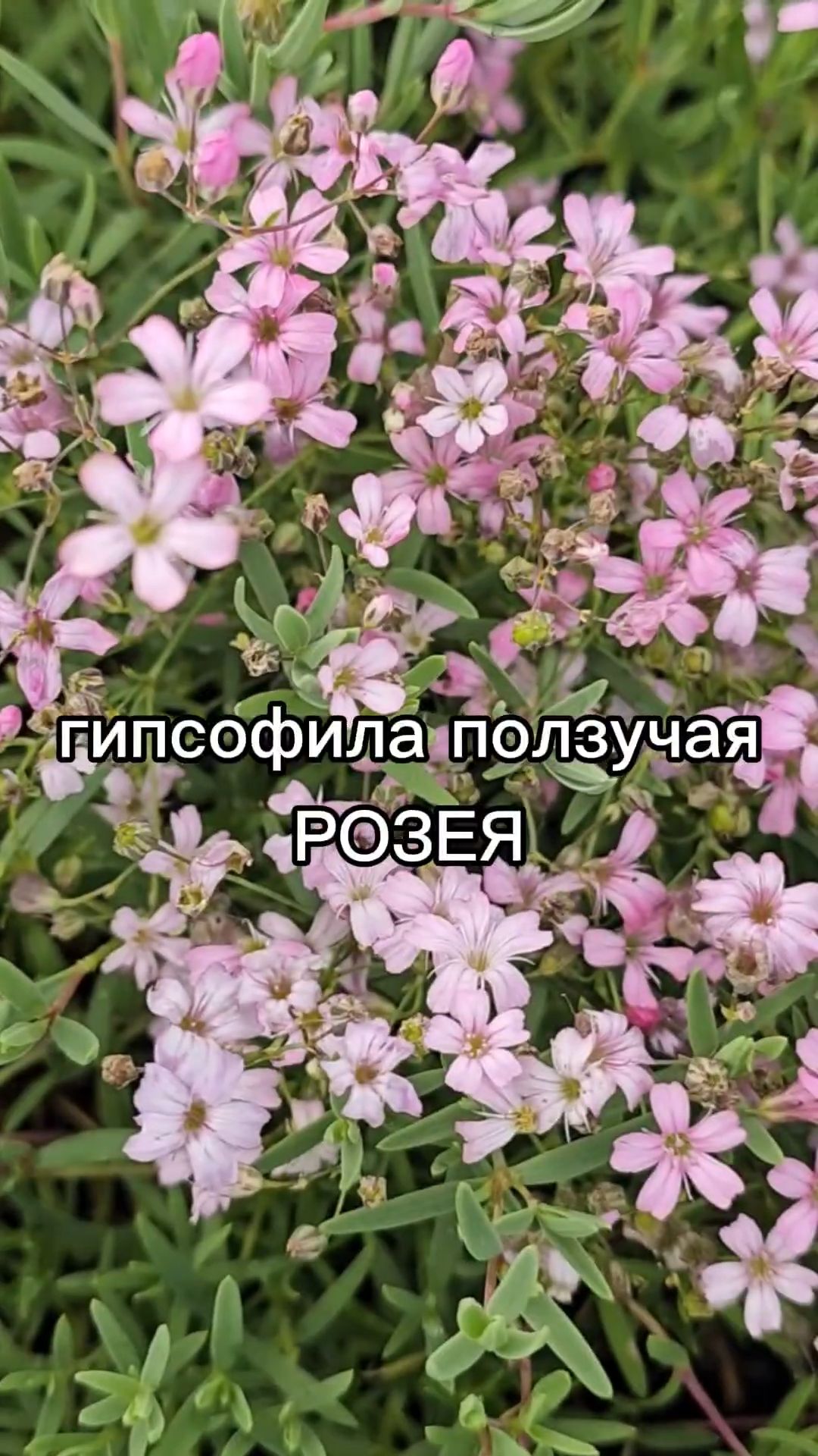 Изящный многолетник для цветников и альпинариев.