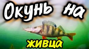 РЫБАЛКА СО МНОЙ, МОЯ ПОПЛАВОЧНАЯ ОСНАСТКА НА ОКУНЯ. автор фильма Александр Самарин