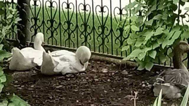 Гуси вы,гуси...😱🌞😄