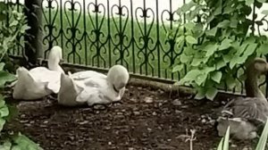 Гуси вы,гуси...😱🌞😄