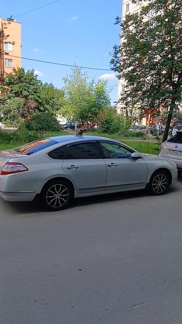 Коты, разборка!