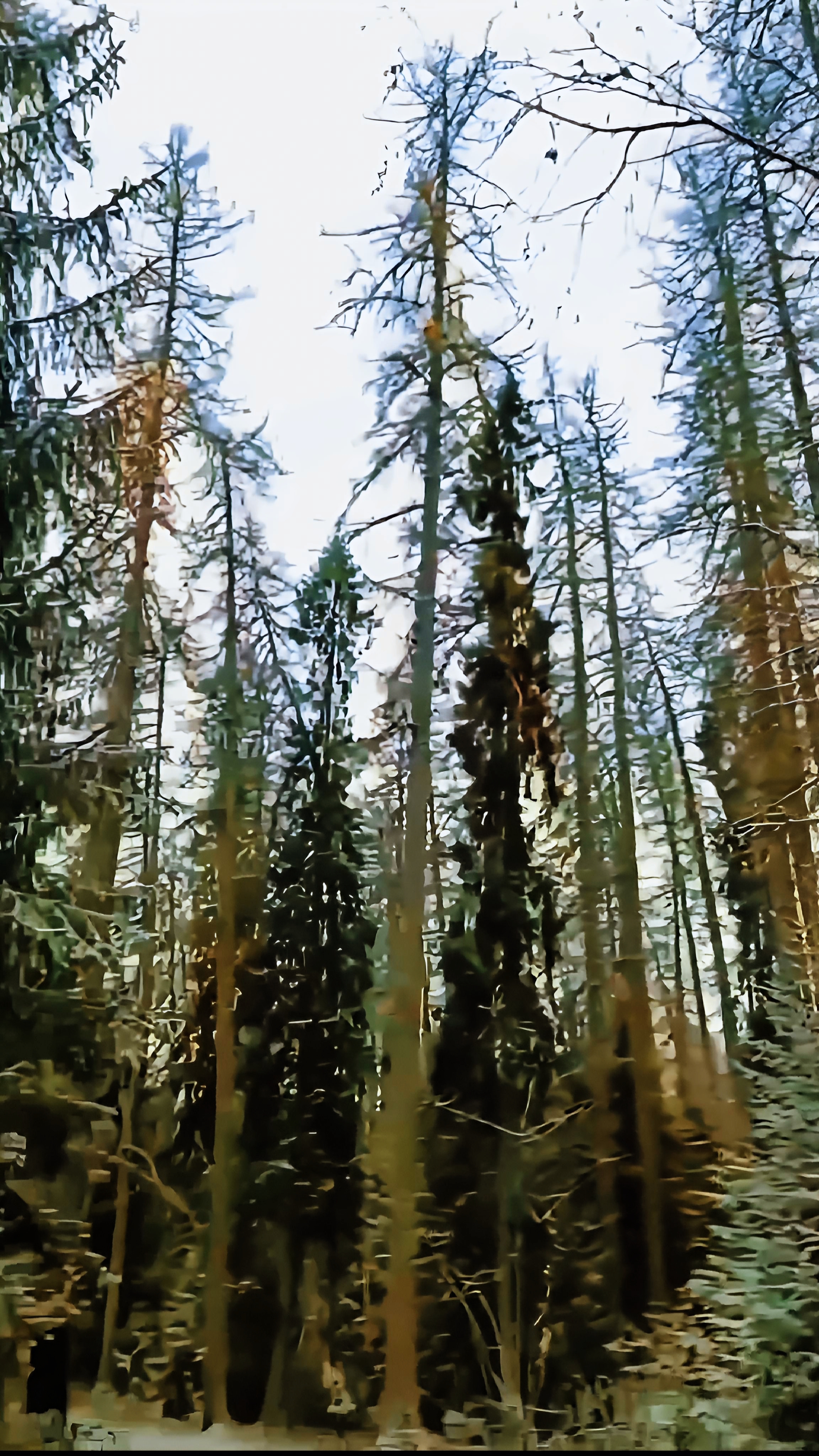 Первый снег в Линдуловской роще