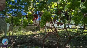 Выпуск 38. 5 августа 2026. Помни - увеличение ягоды влечет за собой прореживание грозди!