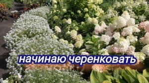 Начинаю черенкование . Вегетативный алиссум Сноу принцесс.
