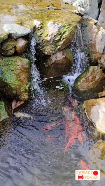 Водопады карпы-кои и лягушка на обрыве ЯПОНСКИЙ САД В КРАСНОДАРЕ