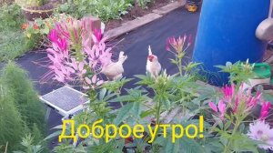 ✅️Утром всё смешалось куры, собака, кошка, новые двери.