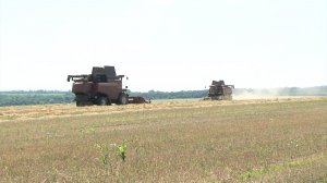 В Красногвардейском округе в самом разгаре уборка ранних зерновых культур