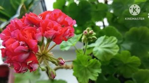 Хлороз на Пеларгонии ☘️💃🦋☘️