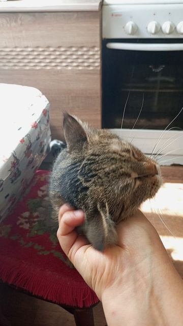 Кошки любят ласку🥹