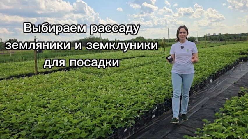 Рассада земляники (садовой клубники) для осенней посадки! 7 лучших сортов.