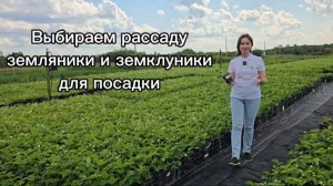Рассада земляники (садовой клубники) для осенней посадки! 7 лучших сортов.