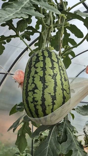 Кубок огня