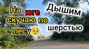Нашли БАХЧУ🍉/Верьте мне на слово/Дышим ШЕРСТЬЮ/Скучаю по ЛЕСУ🥺