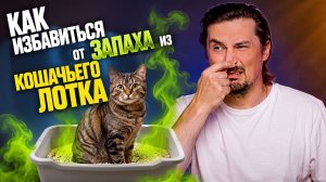 Как избавиться от запаха из кошачьего лотка?