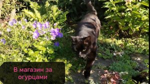В «магазин», за огурцами. 02.08.2026 - 35 лет совместной жизни) можно поздравить😊