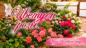 Розы, прогулка по саду