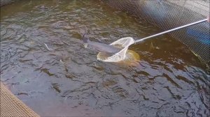 Зарыбление осетром. 100кг. Нижний водоём. Клёвое место лосиный остров